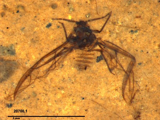 Aphididae