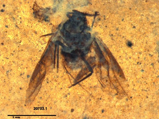 Aphididae