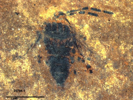 Genus sp