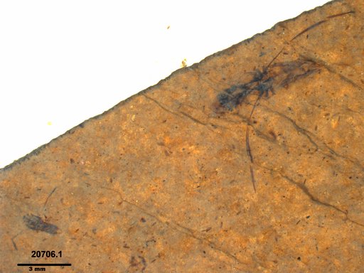 Notonectidae