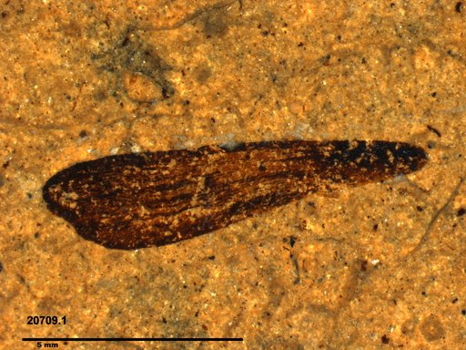 Tracheophyta