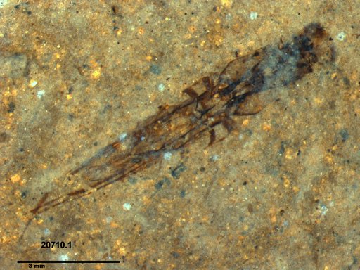 Notonectidae
