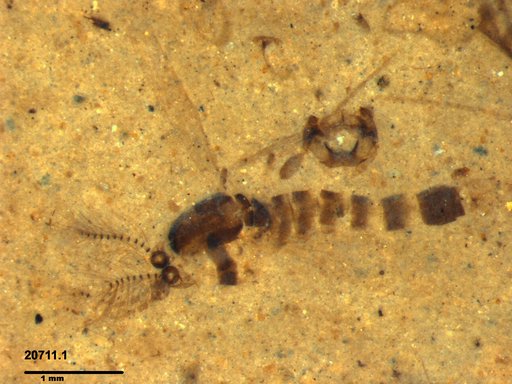 Chaoboridae