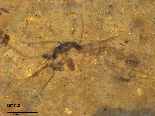 Chaoboridae