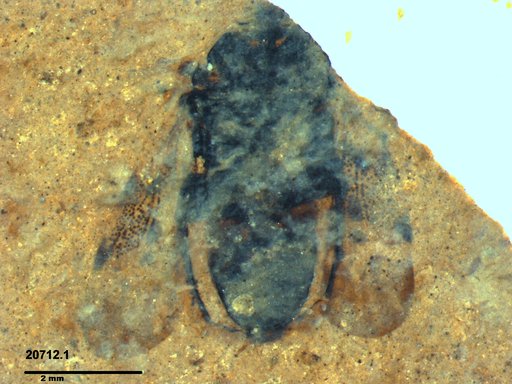 Genus sp