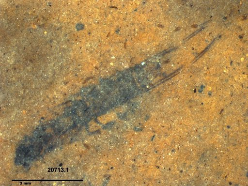 Notonectidae