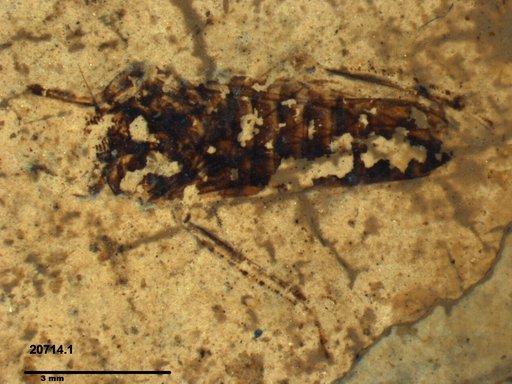 Genus sp