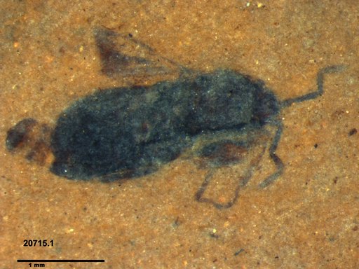 Genus sp