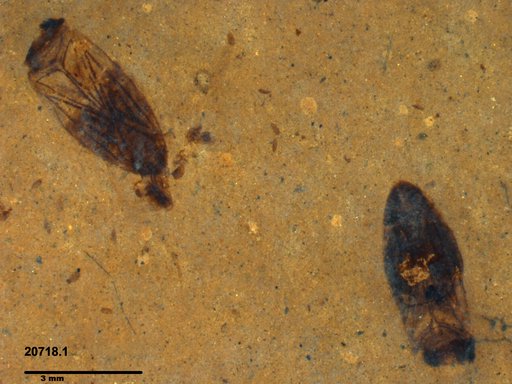 Corixidae