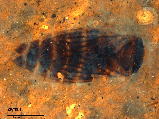 Corixidae