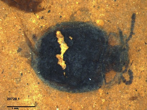 Chrysomelidae