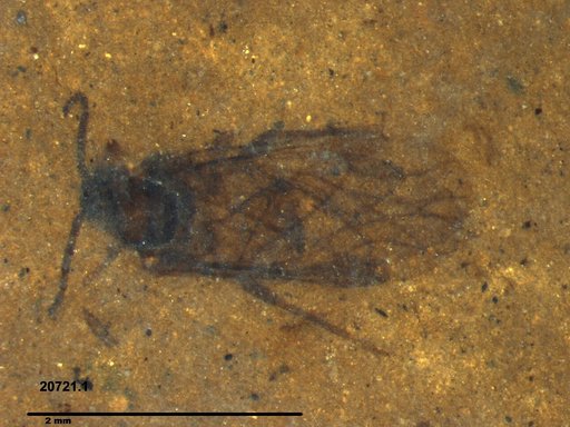 Aphididae