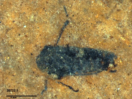 Genus sp