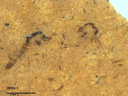 Chaoboridae