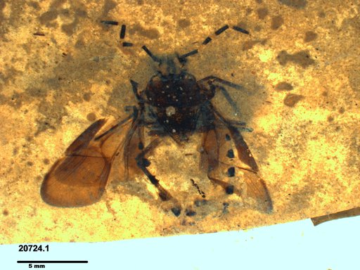 Genus sp