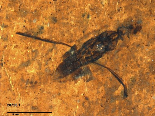 Notonectidae