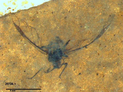 Aphididae
