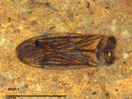 Corixidae