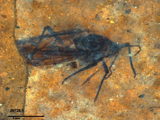 Aphididae
