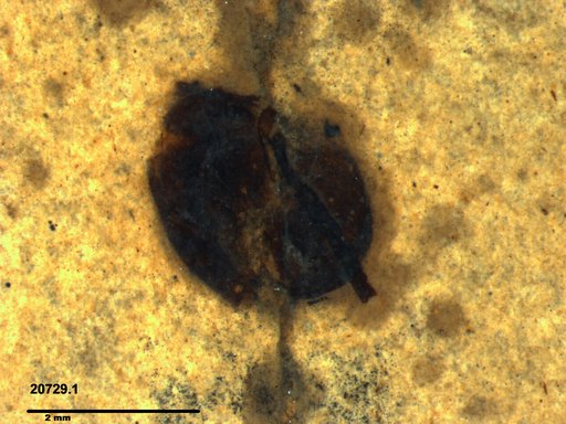 Tracheophyta