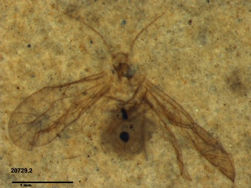 Genus sp