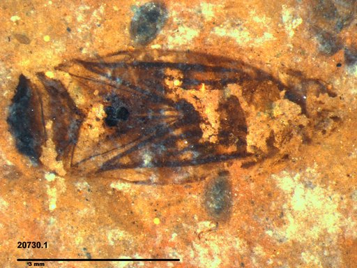 Corixidae