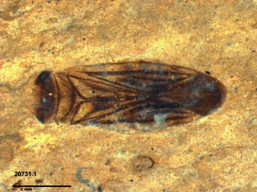 Corixidae