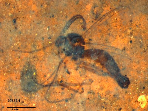Mycetophilidae