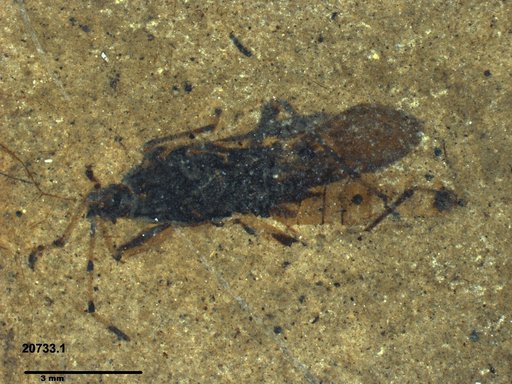 Genus sp