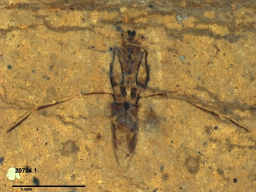 Notonectidae