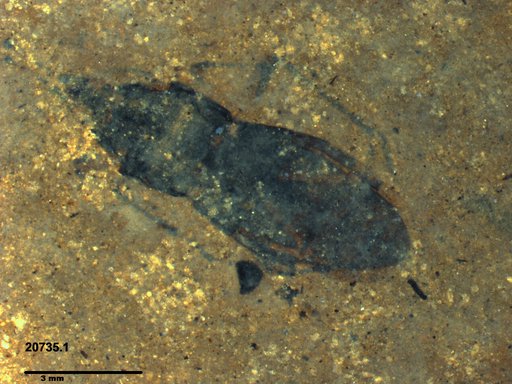 Genus sp