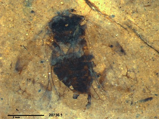 Genus sp
