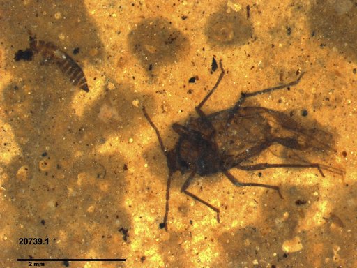Genus sp