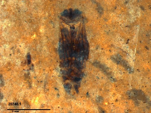 Corixidae