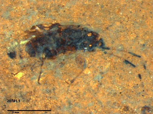Genus sp