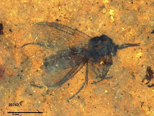 Mycetophilidae