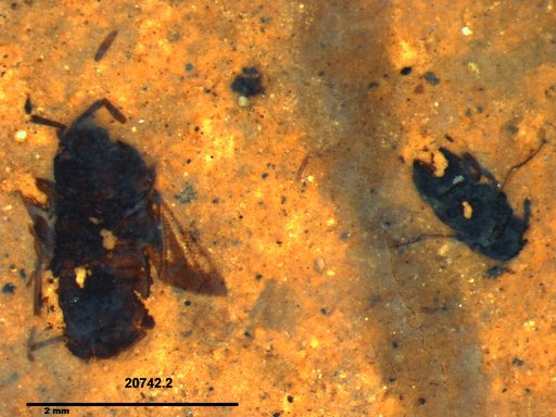 Genus sp