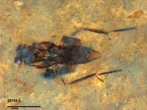 Notonectidae