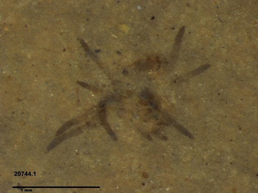 Genus sp