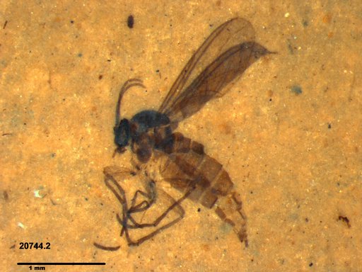 Sciaridae