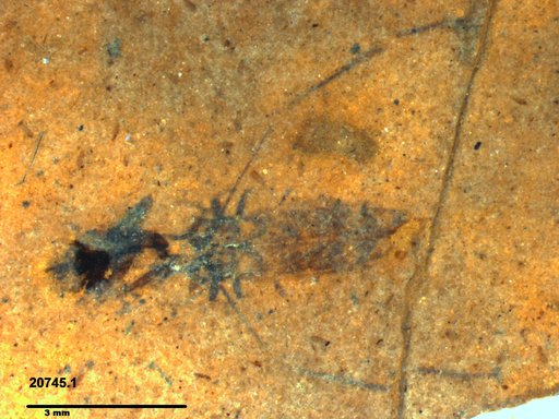 Notonectidae