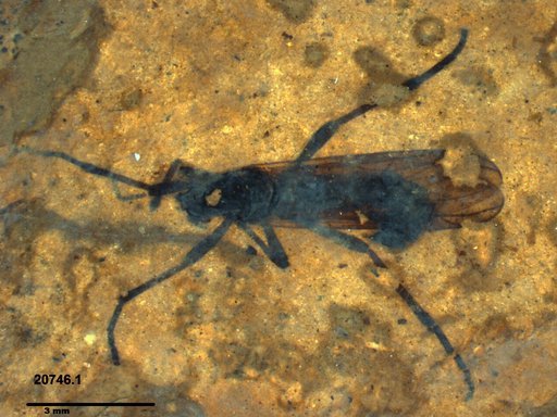 Diptera