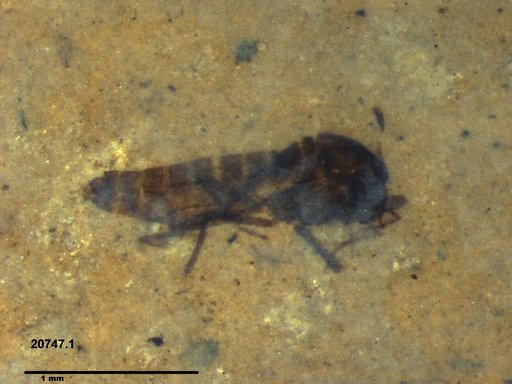 Diptera