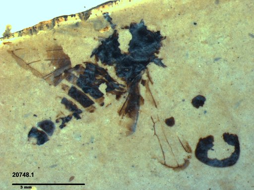 Diptera