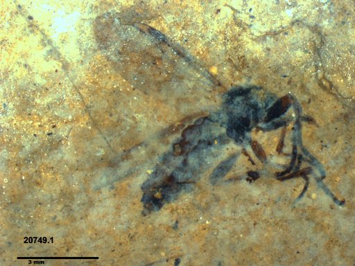 Genus sp