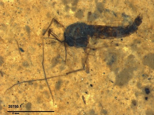 Genus sp