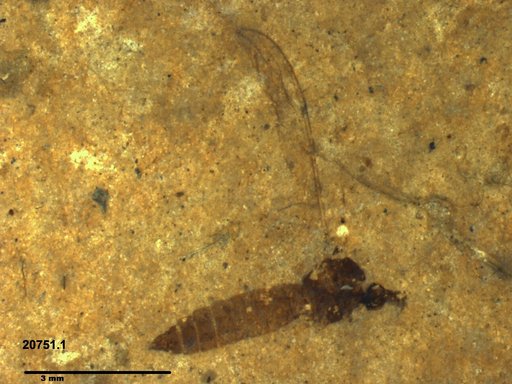 Diptera