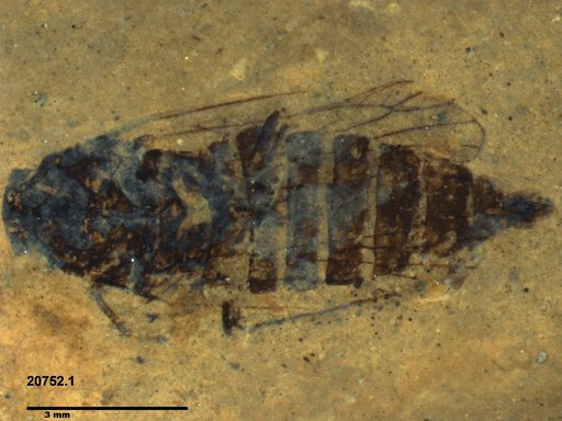 Genus sp