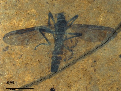 Genus sp