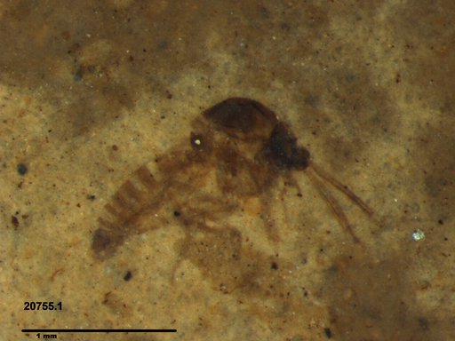 Diptera